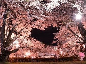 弘前さくらまつり　ハートの桜